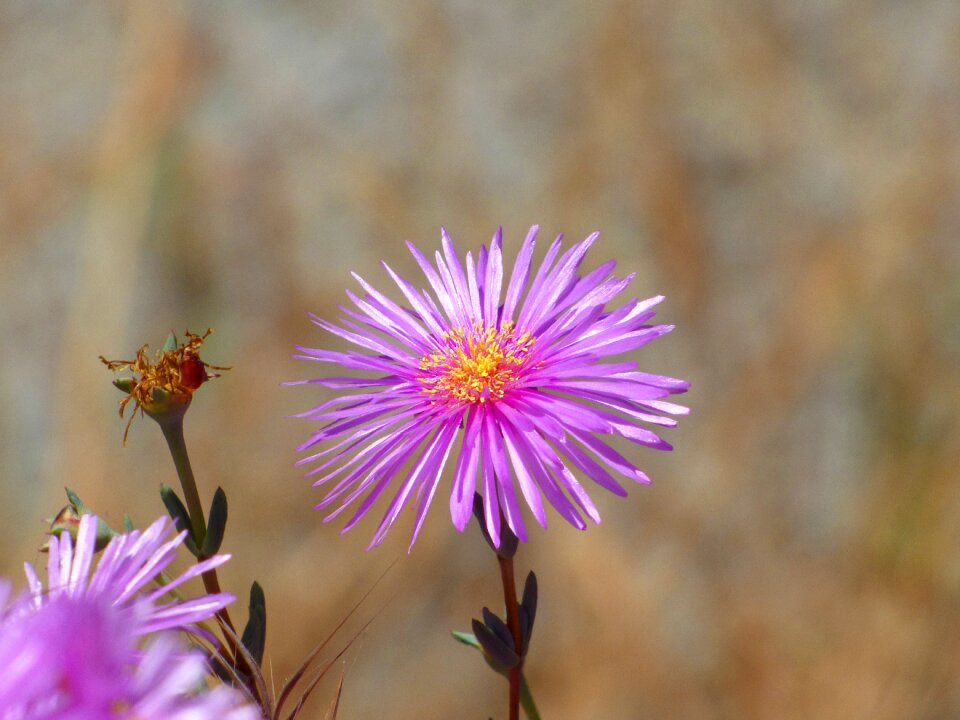 Petals plant nature