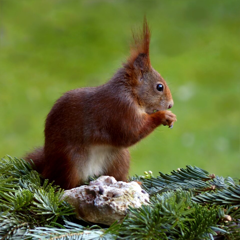 Mammal foraging garden
