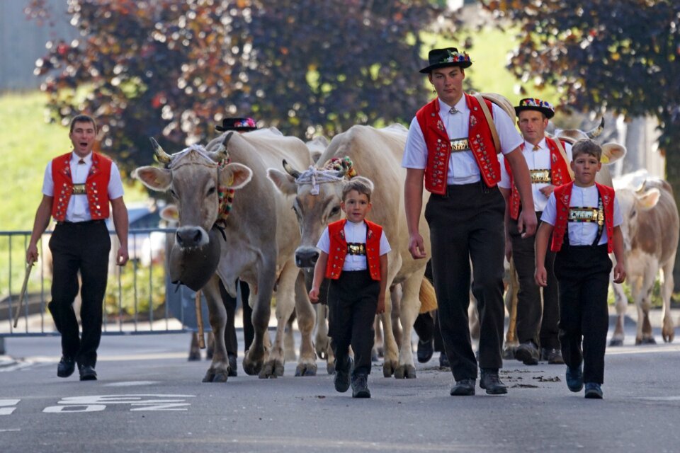 Sennen costume cows