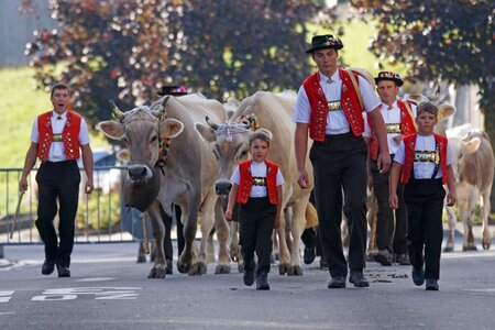 Sennen costume cows