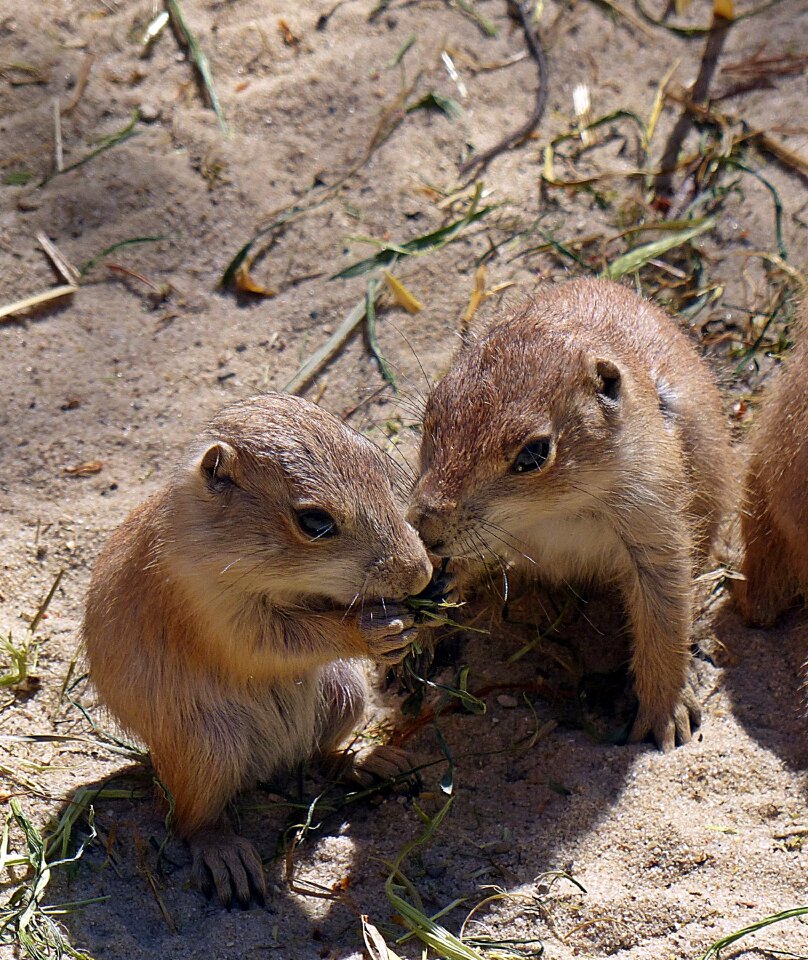 Animal rodent sweet