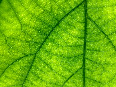 Macro green leaf nature photo