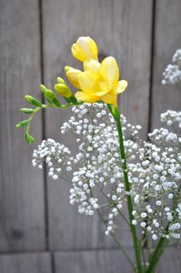 Flowers yellow flower schnittblume