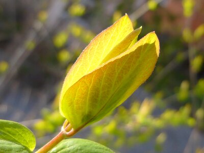Foliage green leaf veined leaf