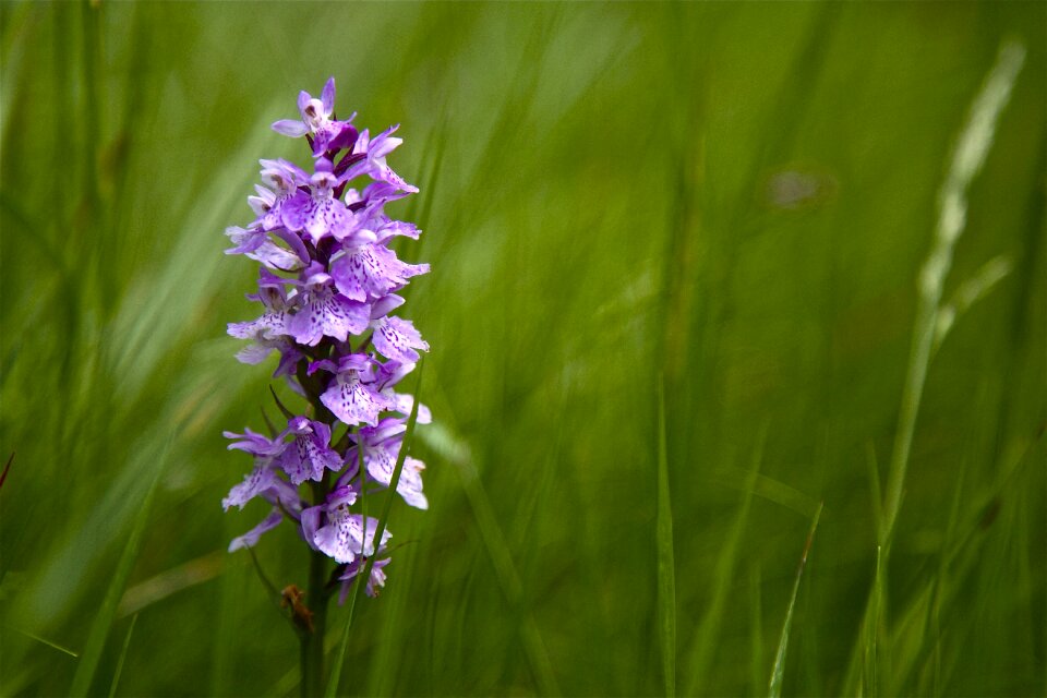 Wild flower garden violet photo