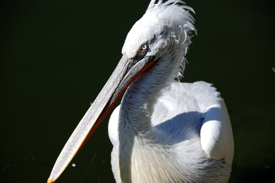 Water bird animal view