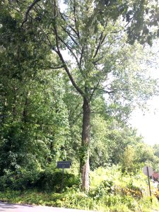 Ingram Woods oak jeh