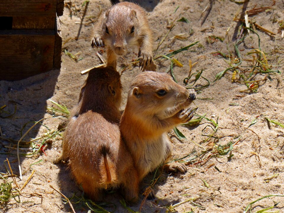 Attack rodent sweet