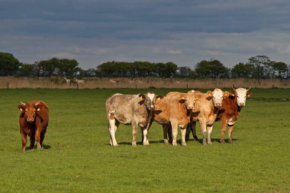 Cattle pasture coupling