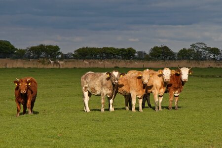 Cattle pasture coupling photo