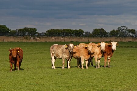 Cattle pasture coupling