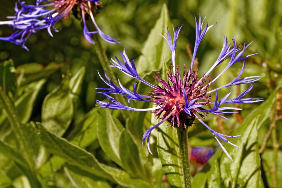 Blossom bloom blue