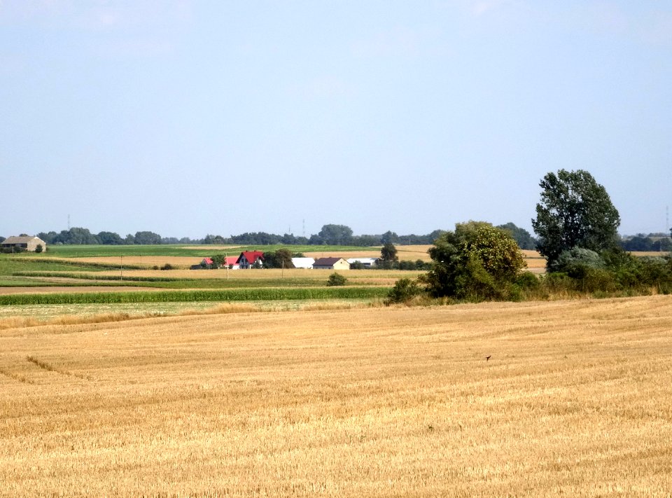Inowroclaw plain near Mamlicz1