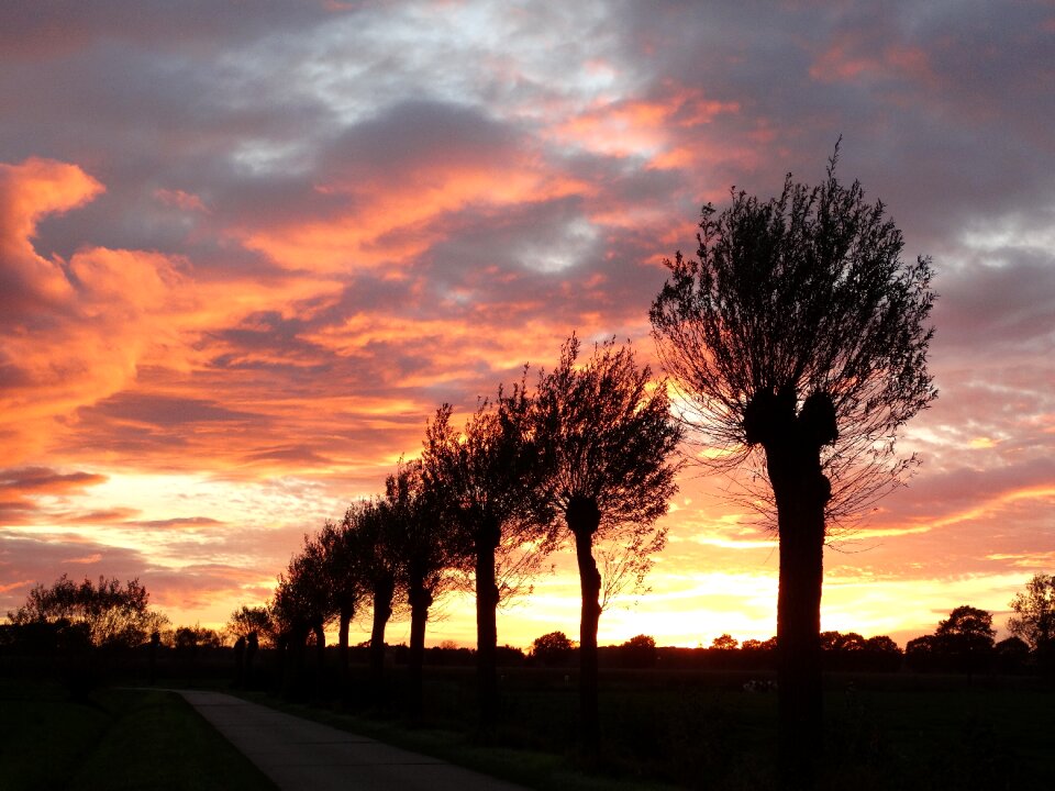 Evening red willows