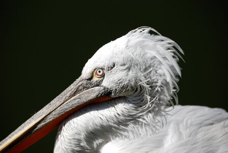 Animal close up bird photo