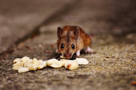 Mammal nager nature