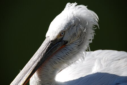 Close up bird view photo