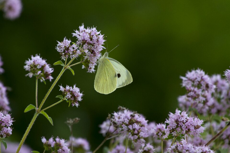 Butterfly white flowers