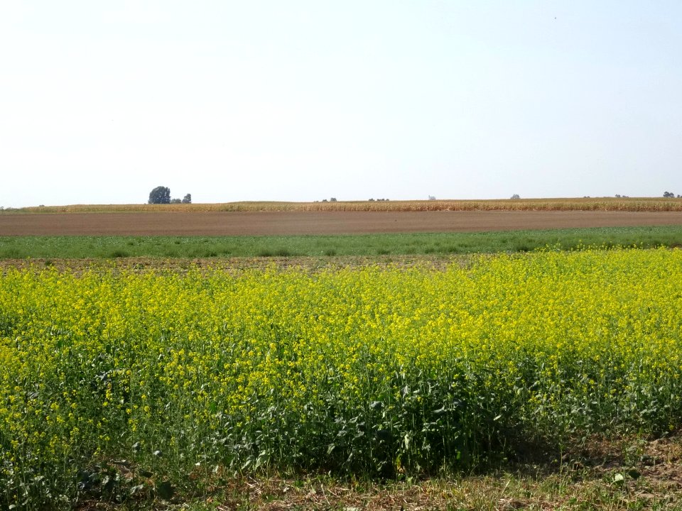 Inowroclaw plain near Zlotniki7