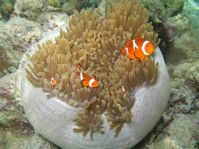 Sea nemo malaysia photo