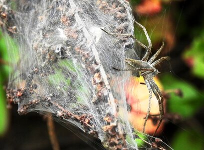 Web public record animal world