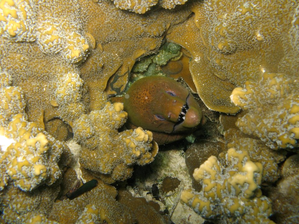 Animals sea nature