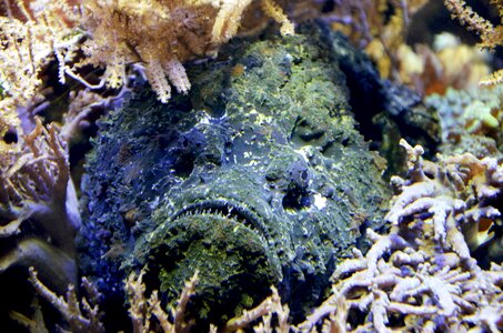 Fish creepy stone