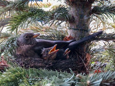 Bird's nest blackbird nest bird young photo