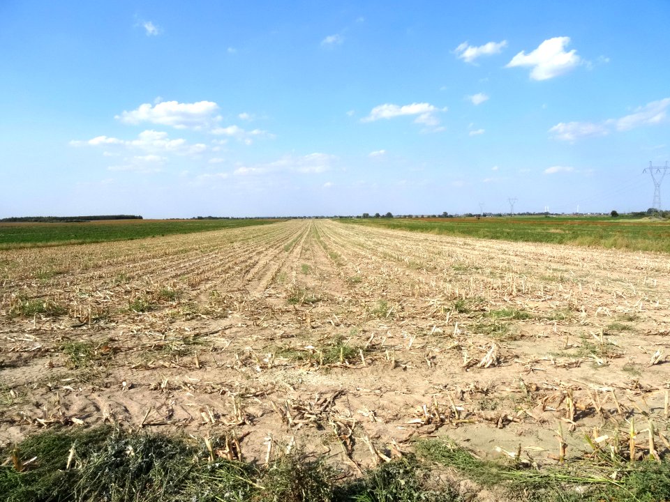 Inowroclaw plain near Zlotniki4