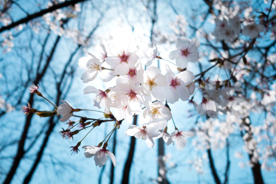 Blue sky blossom
