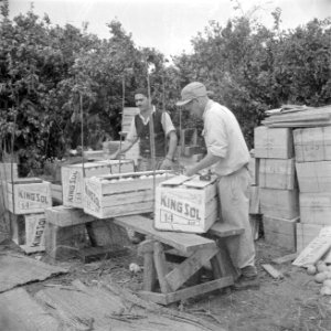 Inpakken van sinaasappels in kisten met het opschrift King Sol op een citrusplan, Bestanddeelnr 255-1237