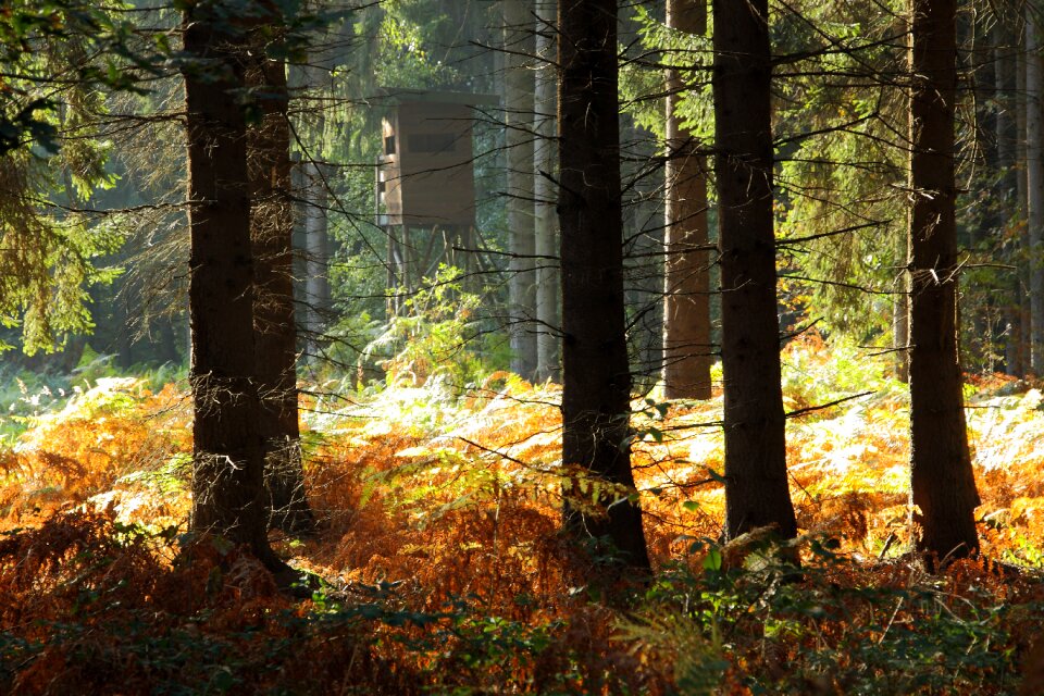 Nature morgenstimmung sunbeam