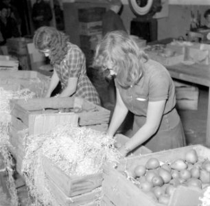 Inpakken van peren op kwekerij de Olmenhorst in Abbenes, Bestanddeelnr 254-5338
