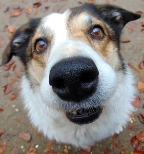 Hazelnut smiling friend photo