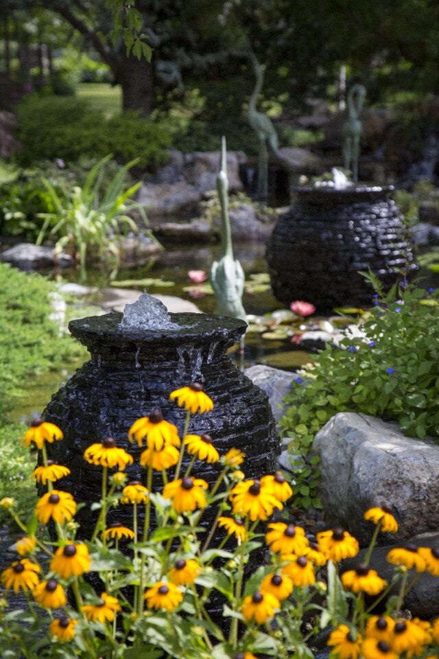 Yellow water flower