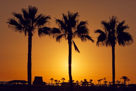 Sunset palm tree palm trees photo