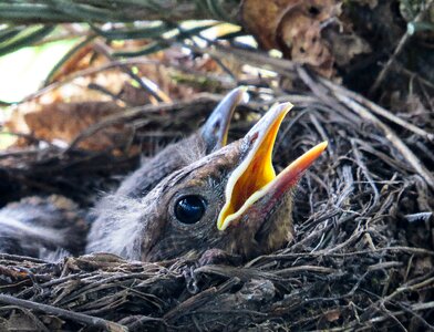 Bird's nest blackbird nest bird young