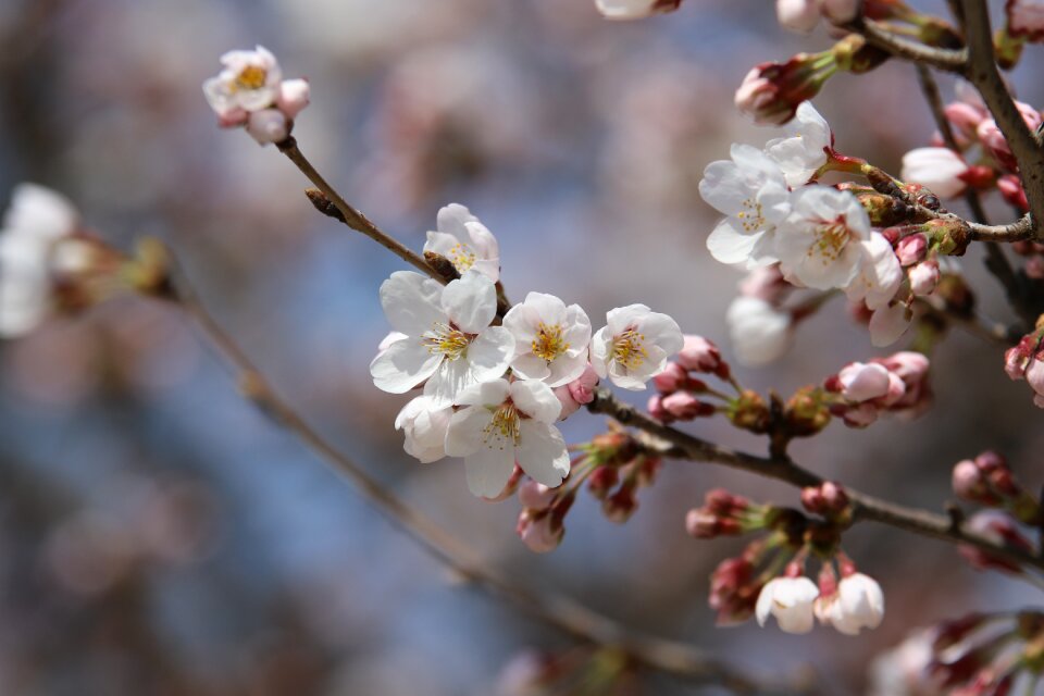 Flowers cherry blossom petal