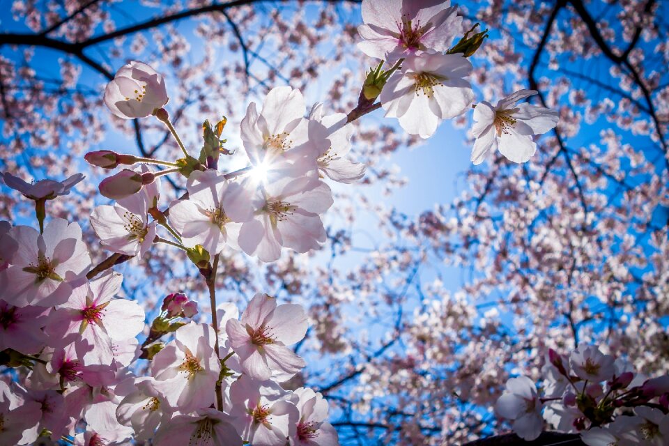 Blue sky blossom