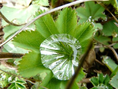Leaf dew dewdrop photo