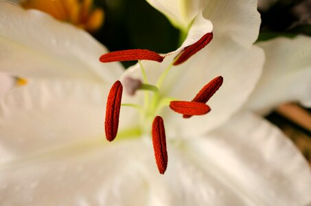Close up lily stamen photo