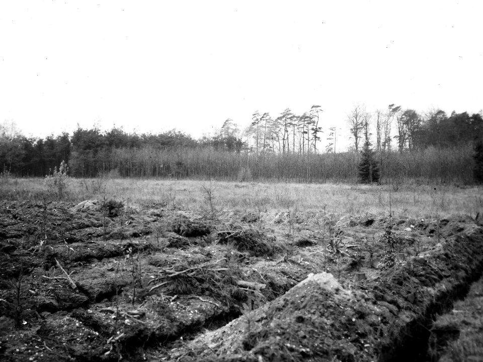 Insecten, beschadigingen, vanggreppels, dennensnuitkever, Bestanddeelnr 193-1033