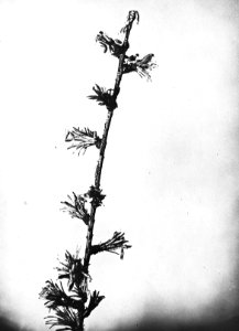 Insecten, beschadigingen, rups lorkenmot, Bestanddeelnr 193-0216