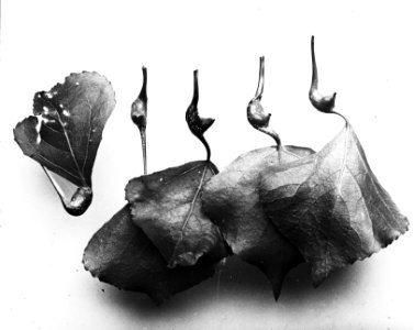 Insecten, beschadigingen, populierenbladgal (pemphigus bursarius), Bestanddeelnr 193-0254