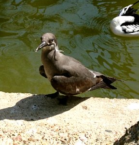 Inkaseeschwalbe (Larosterna inca)
