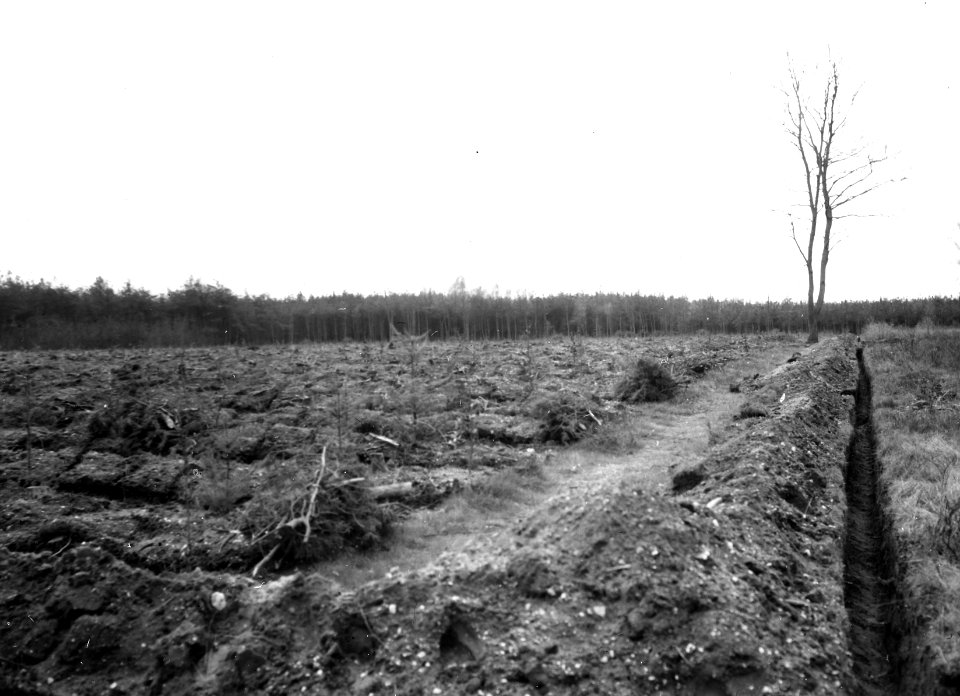 Insecten, beschadigingen, vanggreppels, dennensnuitkever, Bestanddeelnr 193-1032