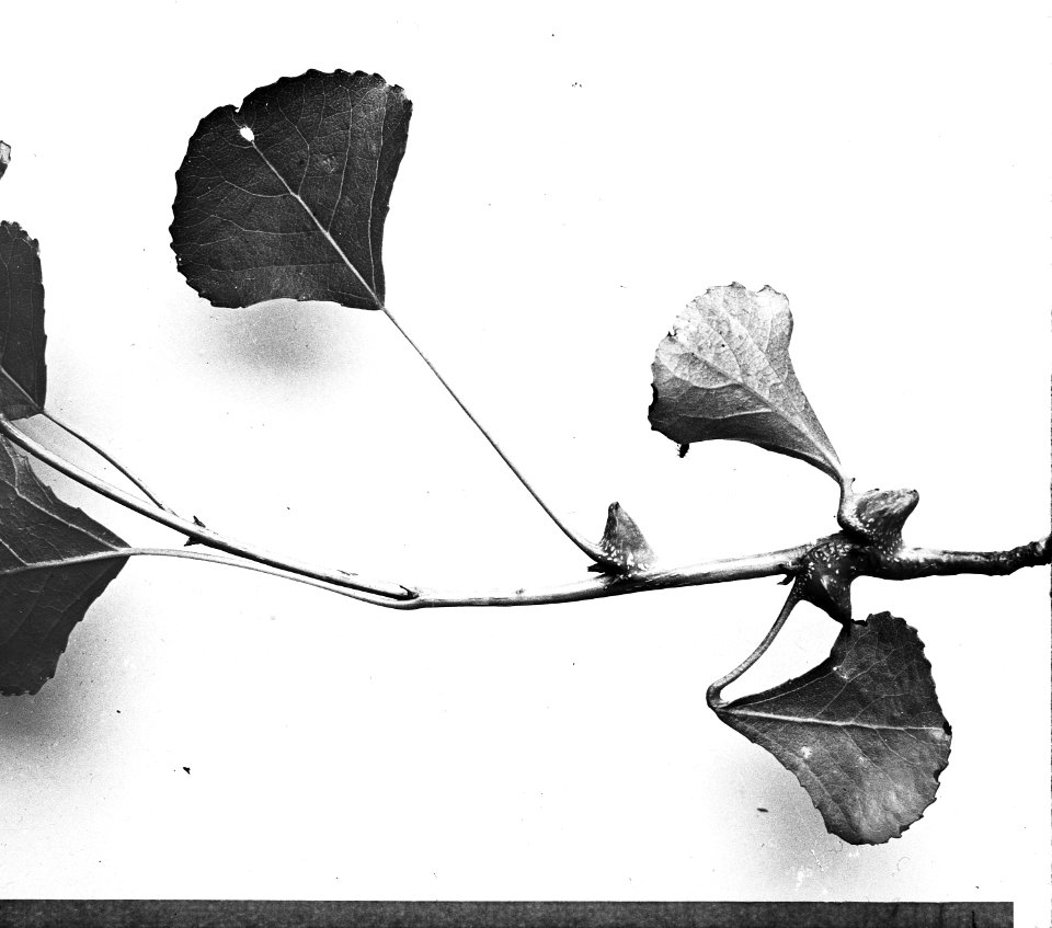 Insecten, beschadigingen, populierenbladgal (pemphigus bursarius), Bestanddeelnr 193-0258