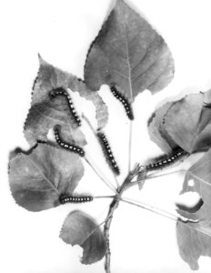 Insecten, beschadigingen, satijnvlinder, Bestanddeelnr 194-0616