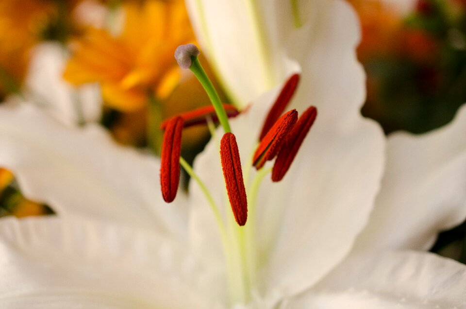 Close up lily stamen