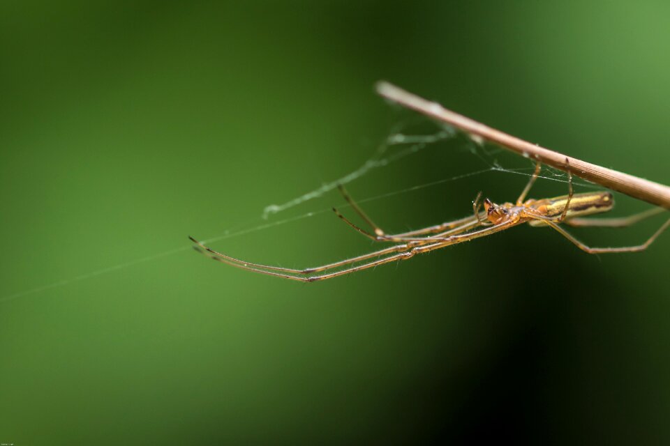 Macro creature legs